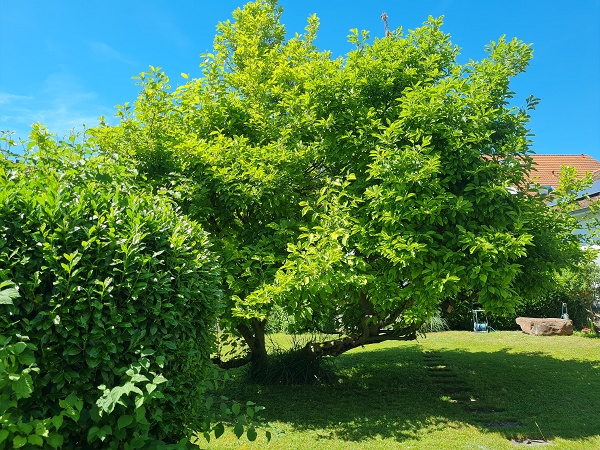 Ansicht 5 Villa M�llheim